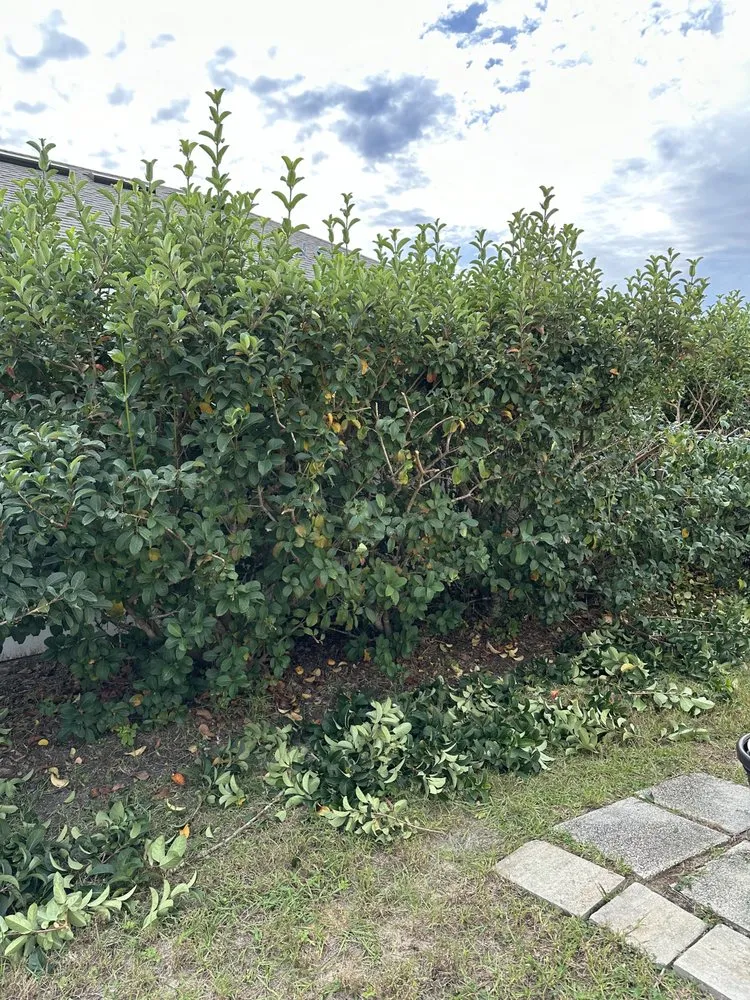 Local yard maintenance for outdoor upgrades across Beverly Hills, FL - D&D Cleaning And Landscaping