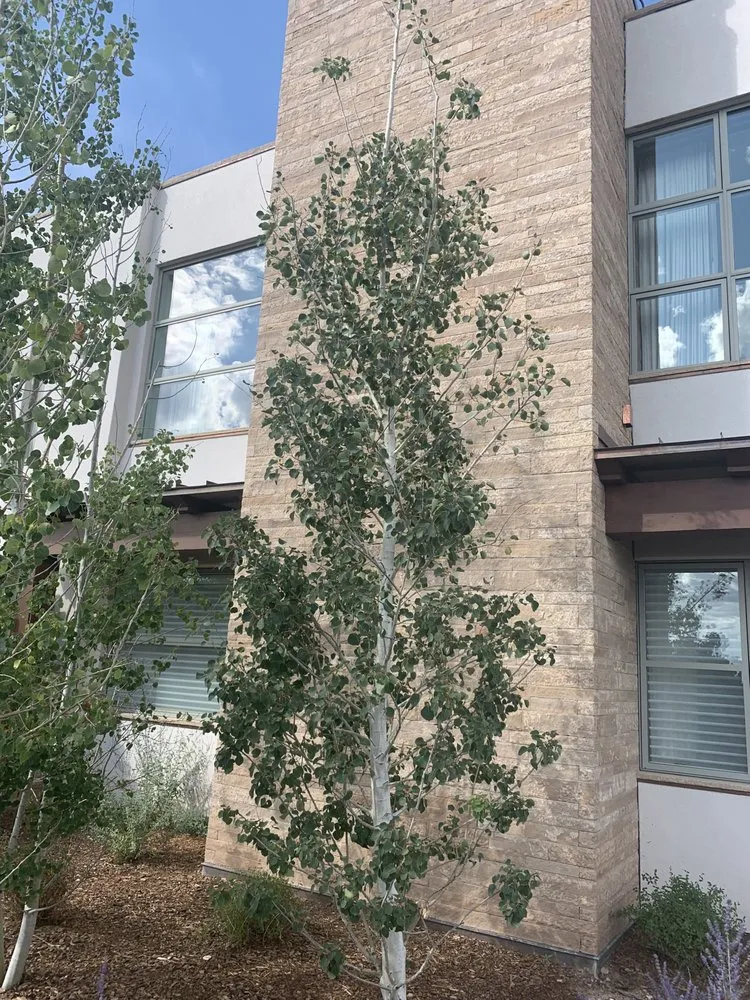 Affordable lawn care service for residential properties across Santa Fe, NM - D&D Construction