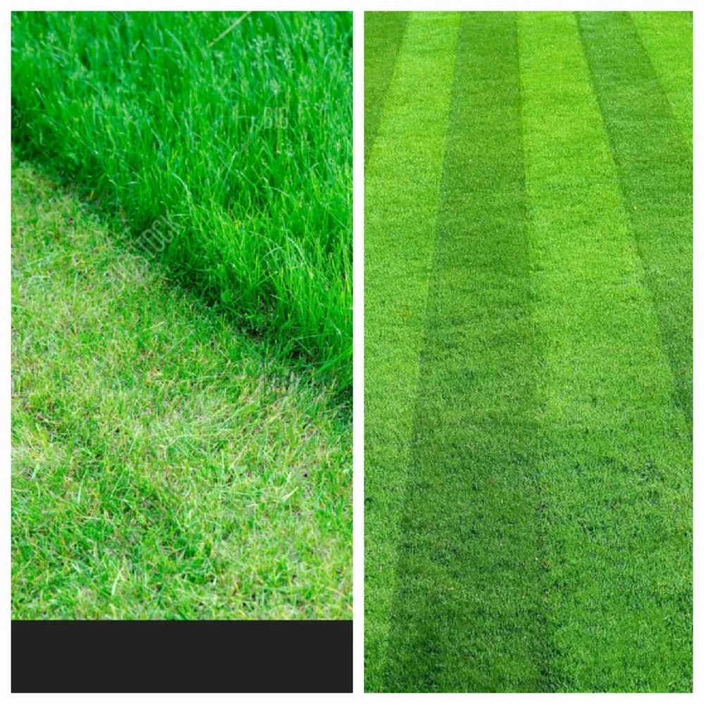 Top-rated landscaping services in Helper, UT by D&D Junior Yards