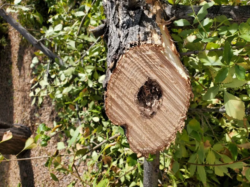 Custom yard maintenance for beautiful yards in Anthem, AZ by DD Landscaping- Anthem