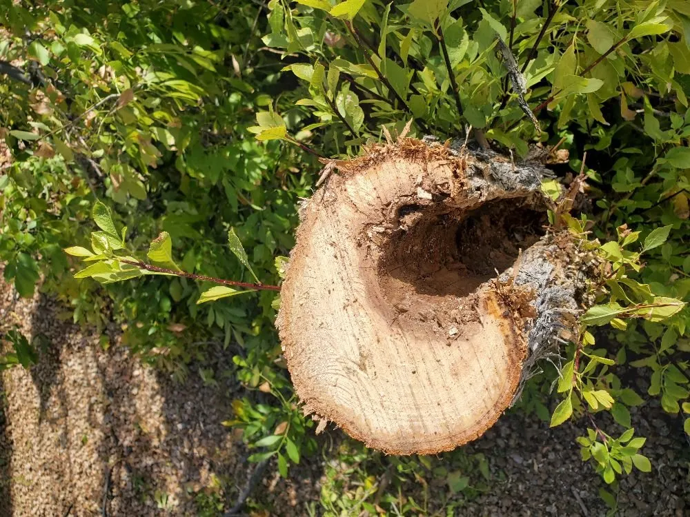 Local lawn mowing service in Anthem, AZ by DD Landscaping- Anthem