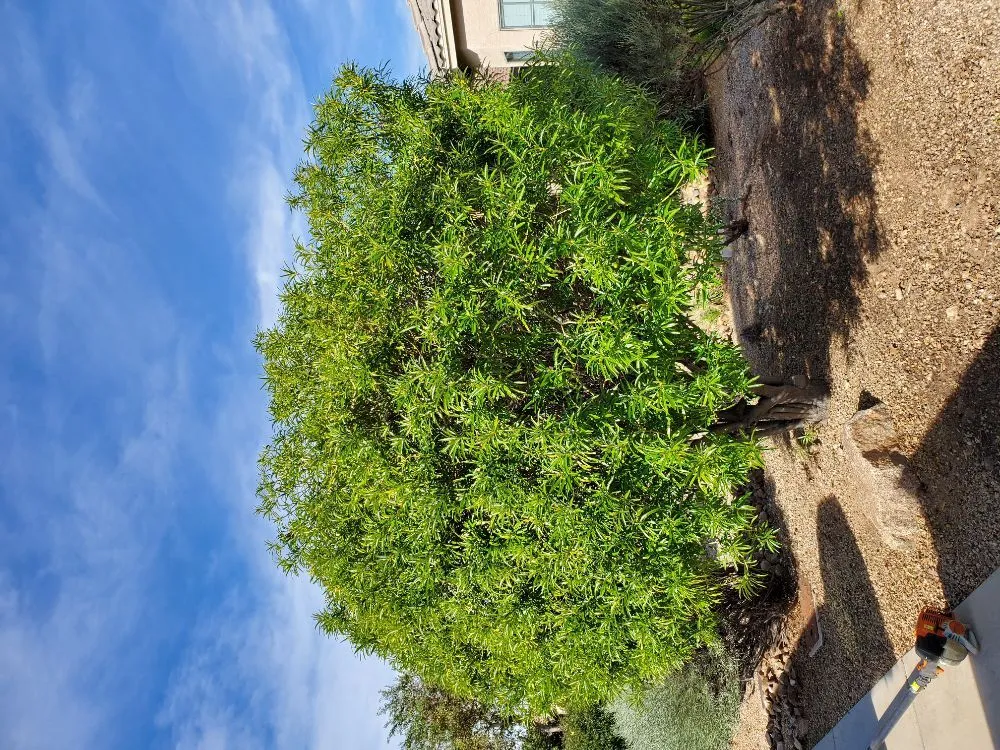 Reliable lawn care service with custom design across Anthem, AZ - DD Landscaping- Anthem