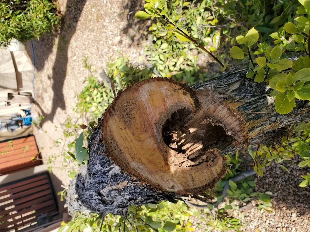 Expert outdoor landscaping for homes across Anthem, AZ - DD Landscaping- Anthem