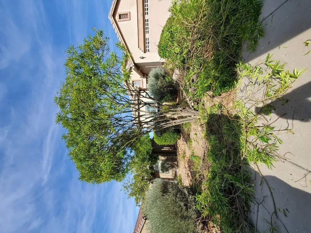 Top-rated residential landscaping in Anthem, AZ - DD Landscaping- Anthem