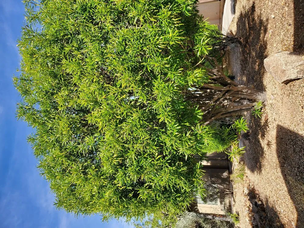 Custom outdoor landscaping experts serving Anthem, AZ - DD Landscaping- Anthem