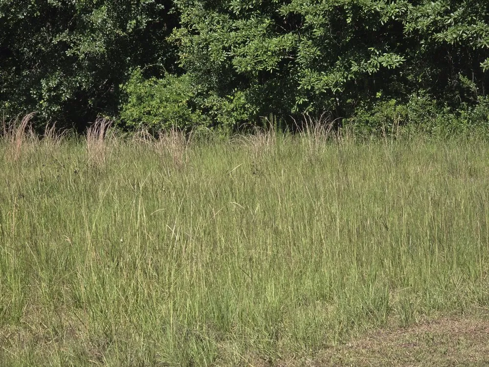 Reliable lawn mowing service for year-round maintenance across Springfield, GA - D&D Landscaping & Powerwashing