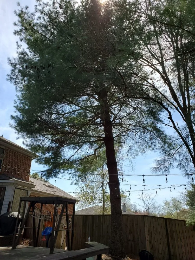 Reliable landscaping services near you across Culleoka, TN - DD&A Tree Service