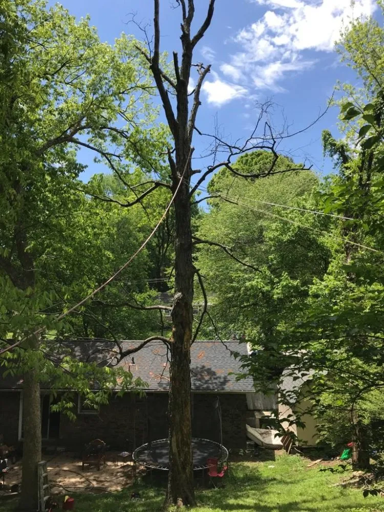 Custom lawn mowing service for outdoor upgrades in Culleoka, TN by DD&A Tree Service