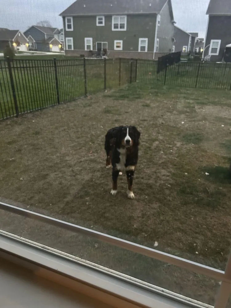 Affordable residential landscaping with custom design in Fishers, IN by DDC Fence and Renovation