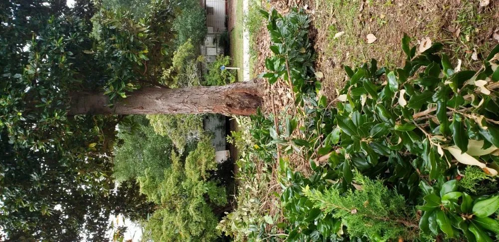 Trusted yard cleanup service experts serving Duncan, SC - D&Ds Landscaping