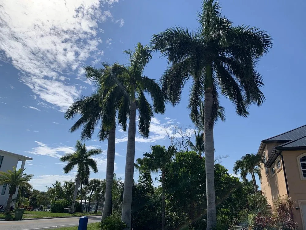 Professional lawn care service experts serving Sarasota, FL - De Jesus Tree And Landscape Service