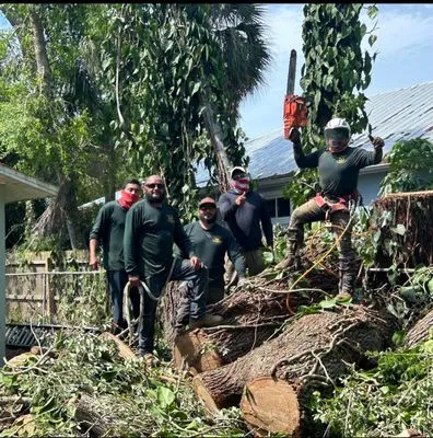 De Jesus Tree And Landscape Service Logo