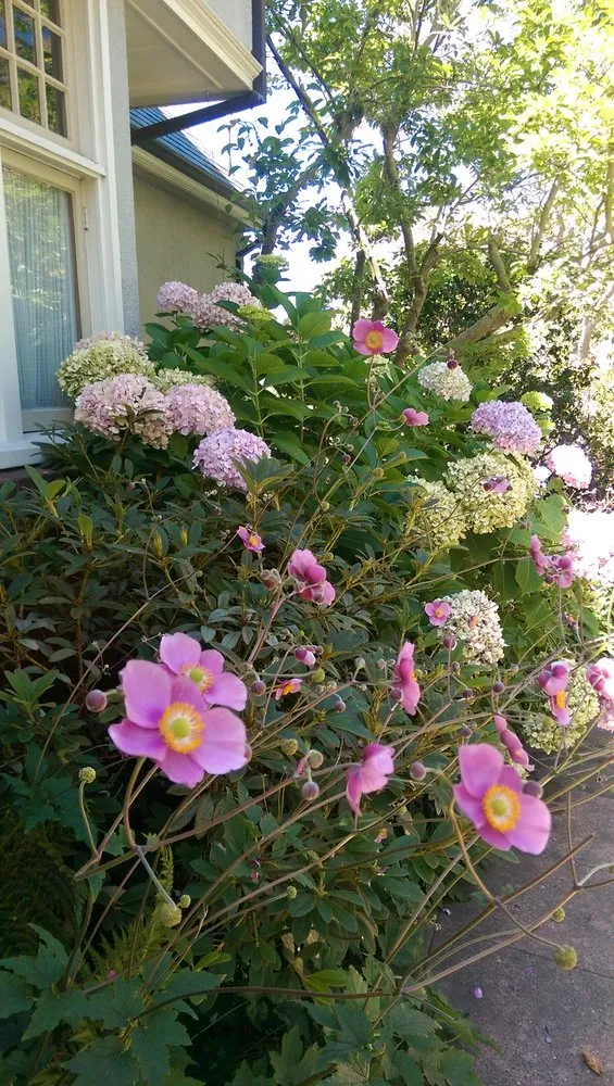 Top-rated landscaping services in Novato, CA - De Jong Irrigation