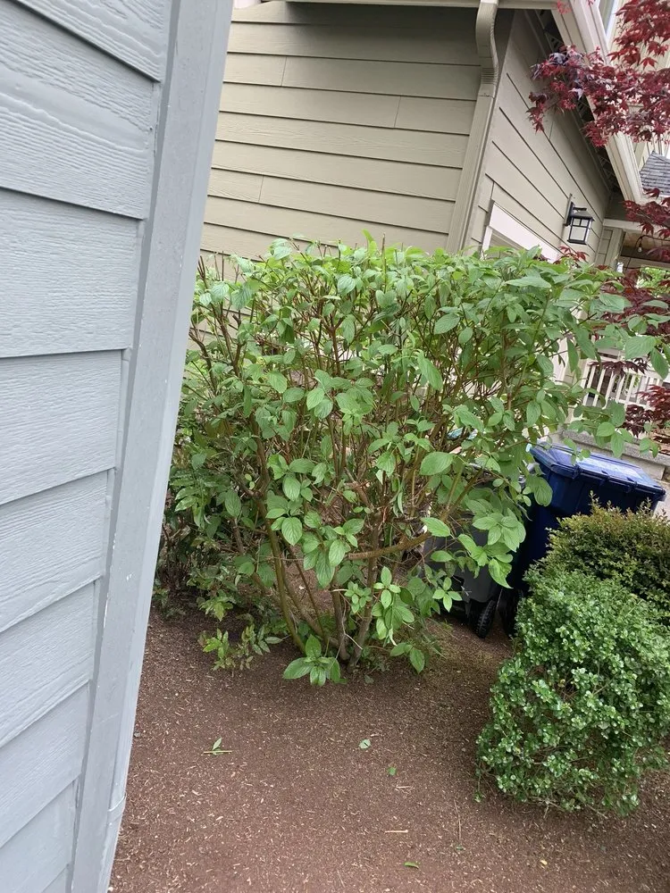 Custom lawn mowing service experts serving Bellevue, WA - De La Cruz Landscaping