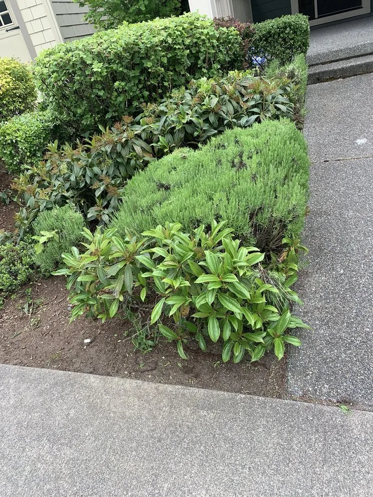 Professional yard maintenance in Bellevue, WA - De La Cruz Landscaping