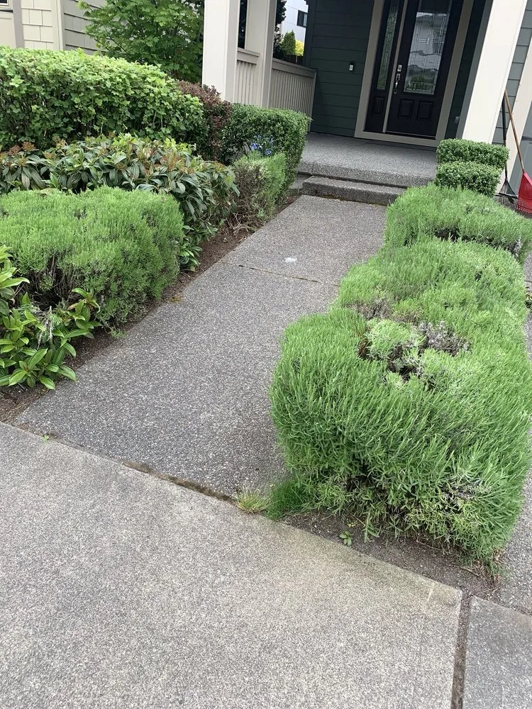 Expert yard maintenance experts serving Bellevue, WA - De La Cruz Landscaping