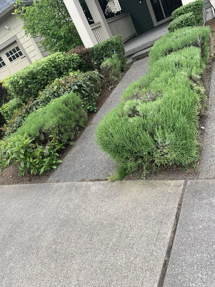 Affordable lawn mowing service in Bellevue, WA - De La Cruz Landscaping