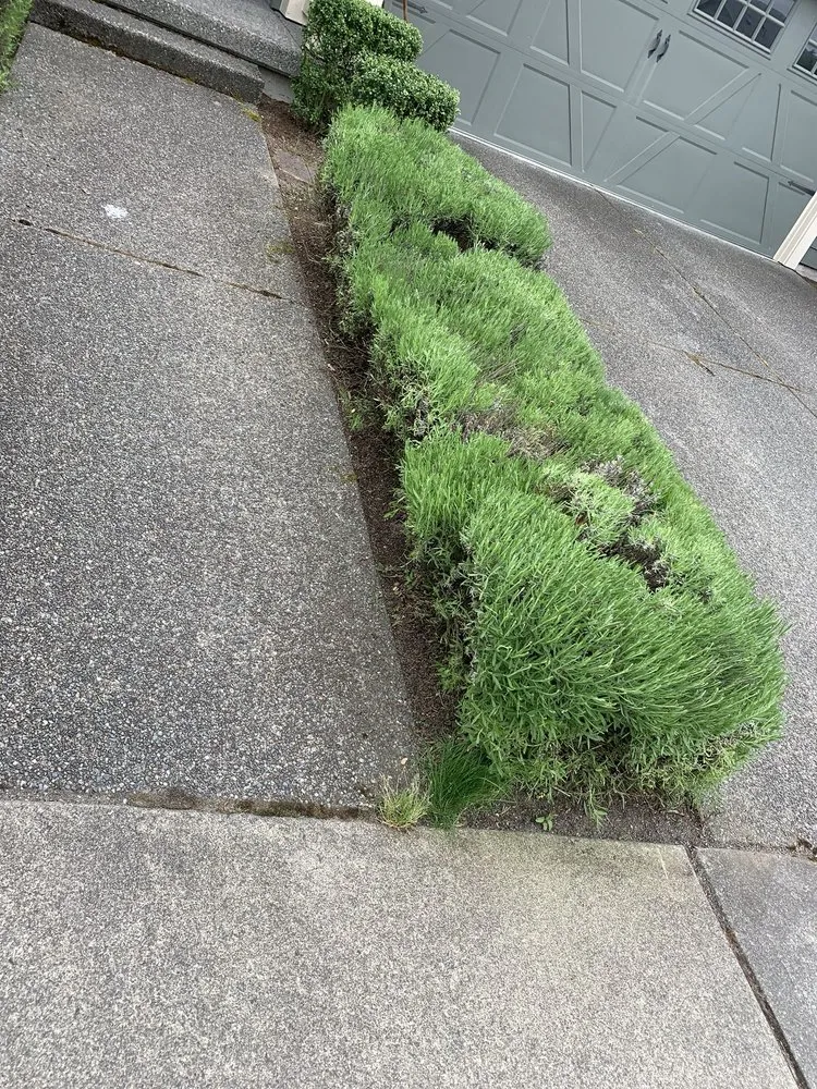 Local garden landscaping in Bellevue, WA by De La Cruz Landscaping