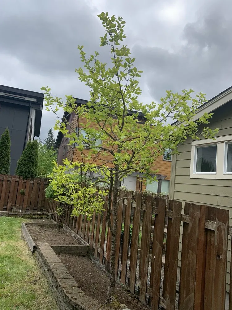 Expert yard maintenance with custom design in Bellevue, WA by De La Cruz Landscaping