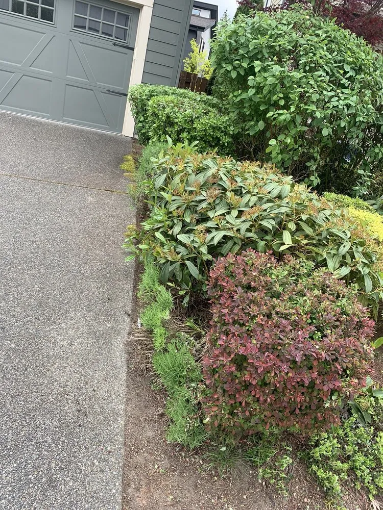 Reliable yard maintenance for outdoor upgrades in Bellevue, WA by De La Cruz Landscaping
