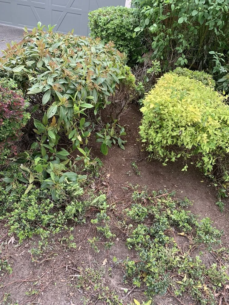 Affordable residential landscaping in Bellevue, WA by De La Cruz Landscaping