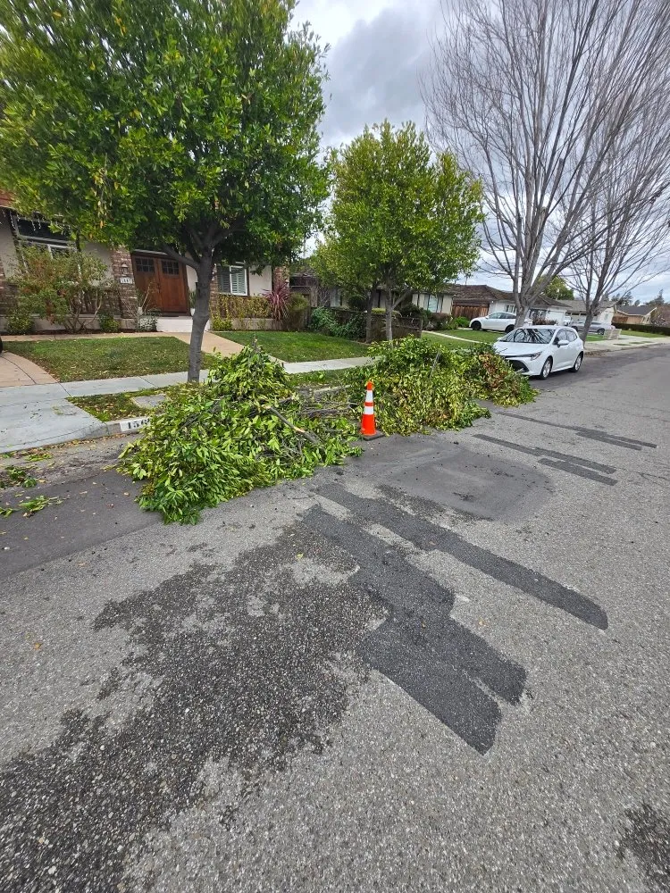 Professional garden landscaping experts serving Santa Clara, CA - De La Cruz Pro Gardening