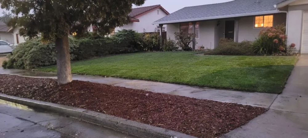 Custom lawn mowing service in Santa Clara, CA by De La Cruz Pro Gardening