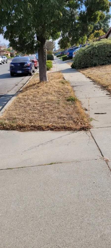 Trusted landscaping services experts serving Santa Clara, CA - De La Cruz Pro Gardening