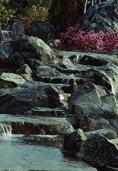 Expert yard maintenance in San Diego, CA by De La Rosa Landscaping