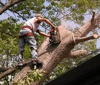 Affordable lawn care service with custom design in Burlingame, CA by De La Vega Tree Service