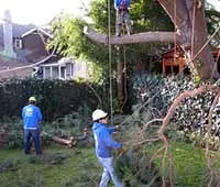 Expert lawn care service for beautiful yards in Burlingame, CA by De La Vega Tree Service