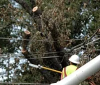 Local lawn mowing service near you across Burlingame, CA - De La Vega Tree Service
