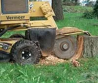 Affordable landscape installation in Burlingame, CA by De La Vega Tree Service