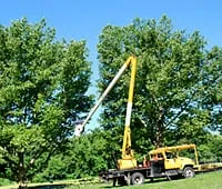 Affordable outdoor landscaping for year-round maintenance in Burlingame, CA by De La Vega Tree Service