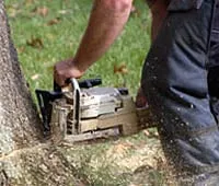 Affordable lawn mowing service in Burlingame, CA by De La Vega Tree Service