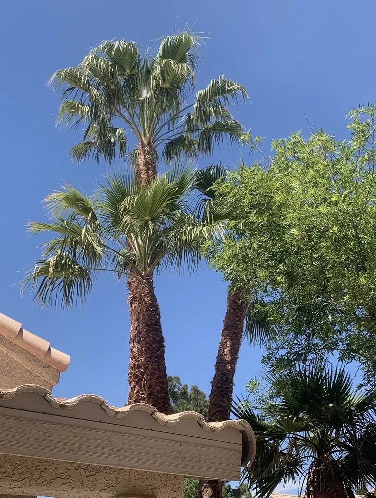 Affordable landscaping services experts serving Las Vegas, NV - DE landscape