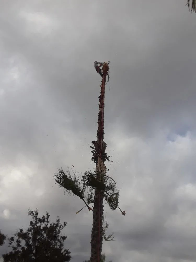 Top-rated yard cleanup service experts serving Oceanside, CA - D&E Landscaping