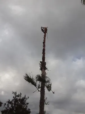 D&E Landscaping Logo