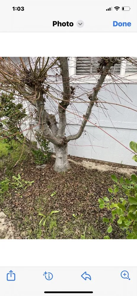 Professional landscape design for homes in East Palo Alto, CA by De Leon Landscaping Creations