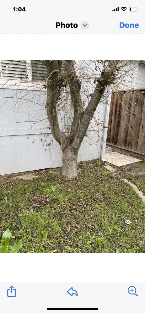 Reliable residential landscaping for beautiful yards across East Palo Alto, CA - De Leon Landscaping Creations