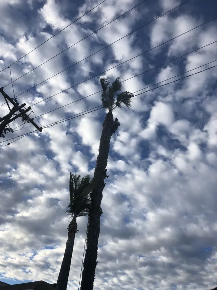 Local landscaping services in Long Beach, CA - De Leon tree and landscape