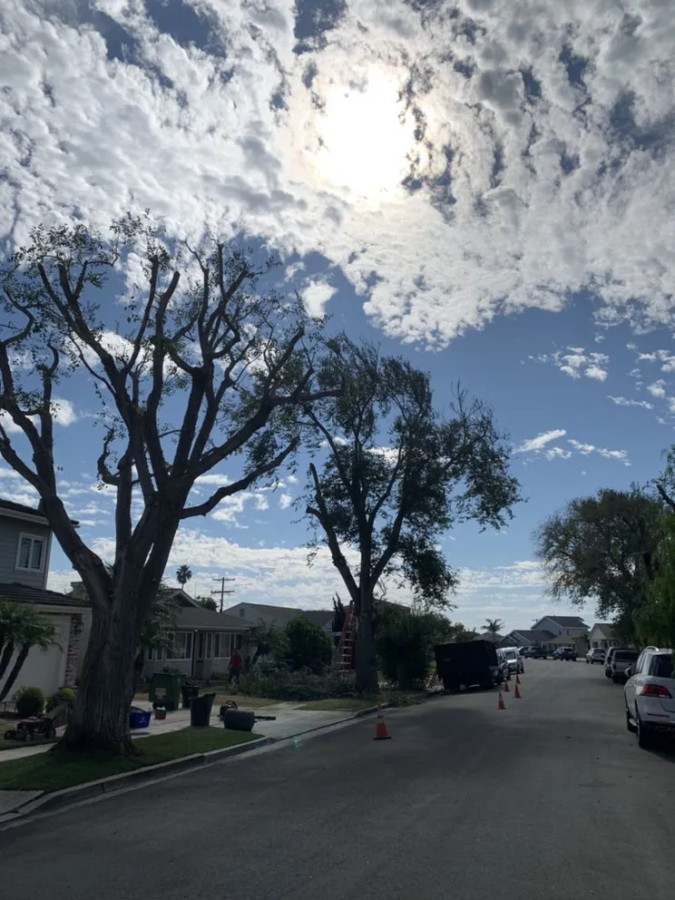 Expert yard cleanup service experts serving Long Beach, CA - De Leon tree and landscape