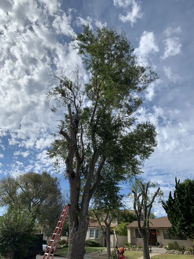 Trusted residential landscaping for homes in Long Beach, CA by De Leon tree and landscape