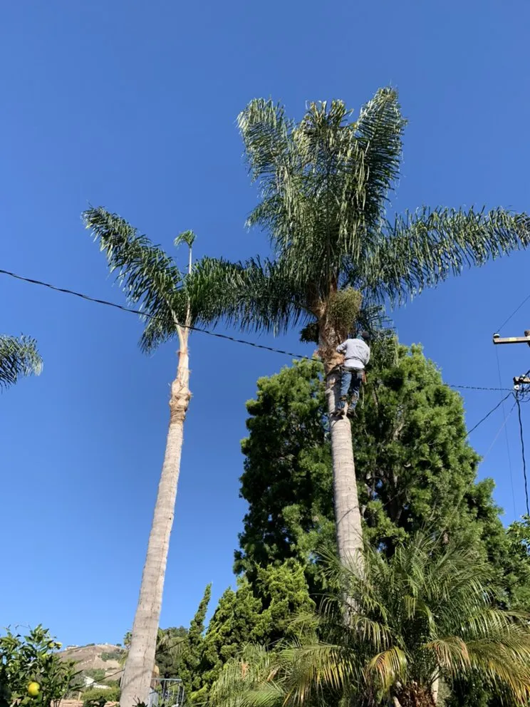 Affordable landscape design in Long Beach, CA by De Leon tree and landscape