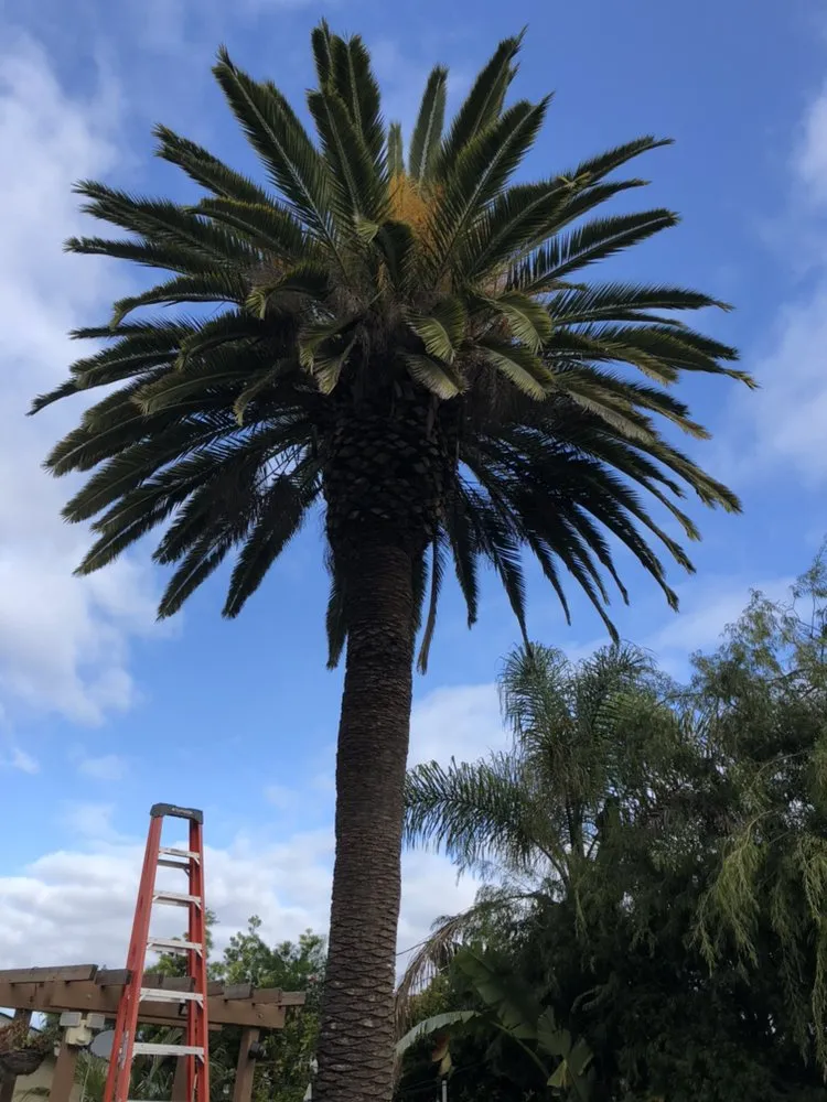 Reliable lawn mowing service experts serving Long Beach, CA - De Leon tree and landscape