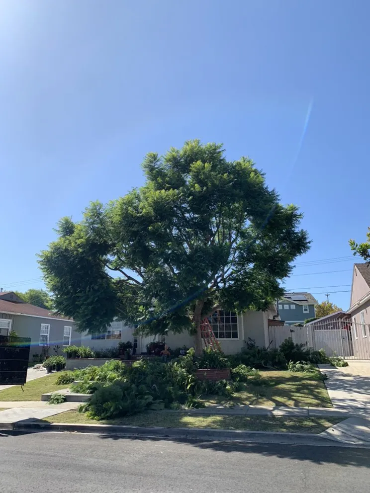 Affordable landscape design in Long Beach, CA by De Leon tree and landscape