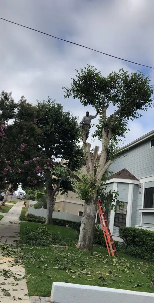 Trusted lawn mowing service for beautiful yards in Long Beach, CA by De Leon tree and landscape