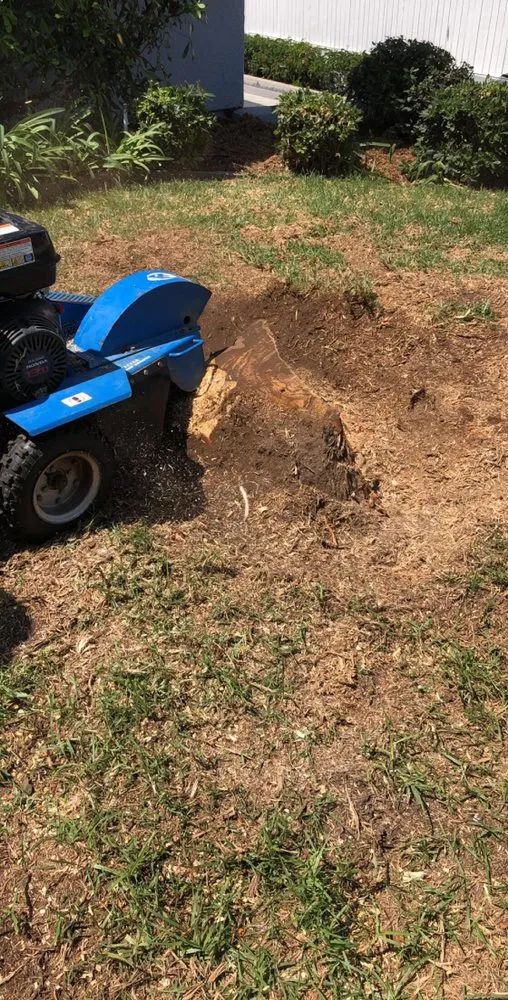 Affordable landscape design near you across Long Beach, CA - De Leon tree and landscape