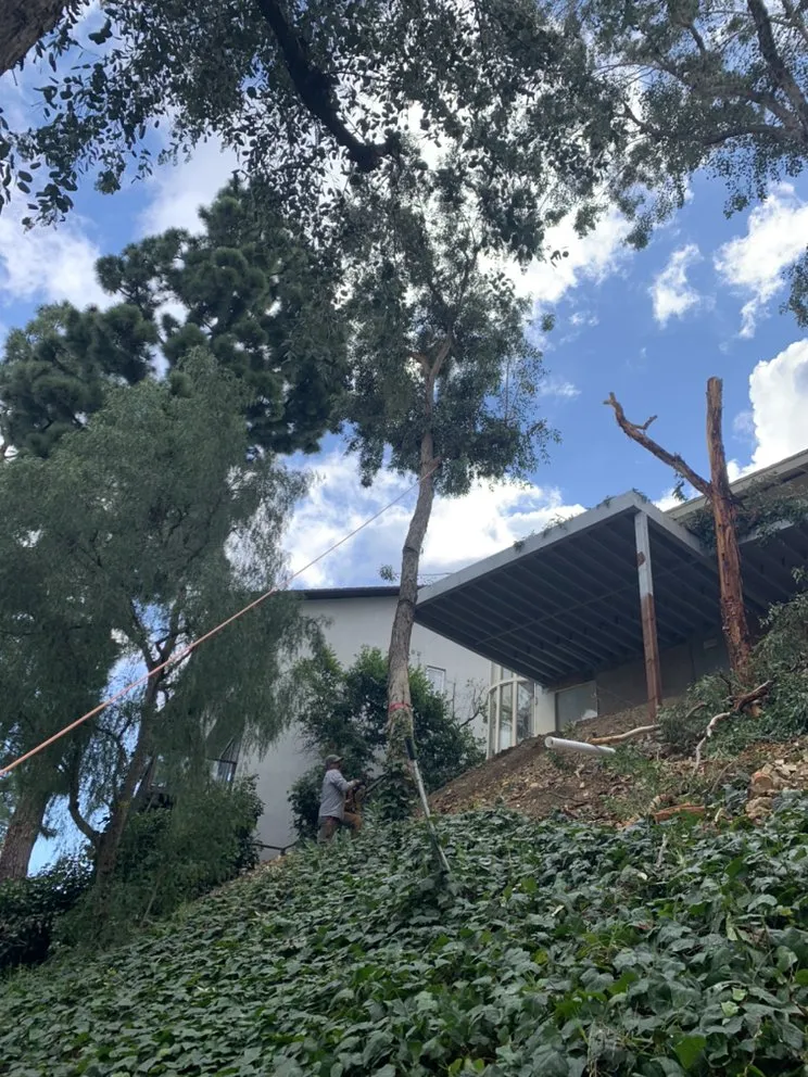 Top-rated yard maintenance with custom design in Long Beach, CA by De Leon tree and landscape