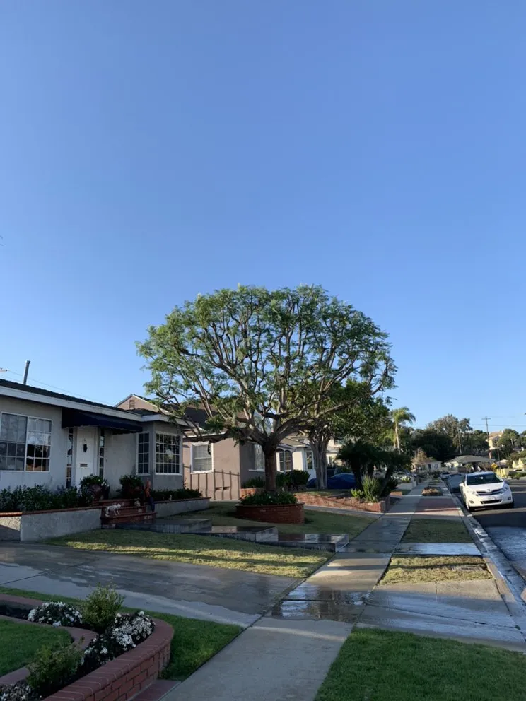 Custom residential landscaping in Long Beach, CA by De Leon tree and landscape